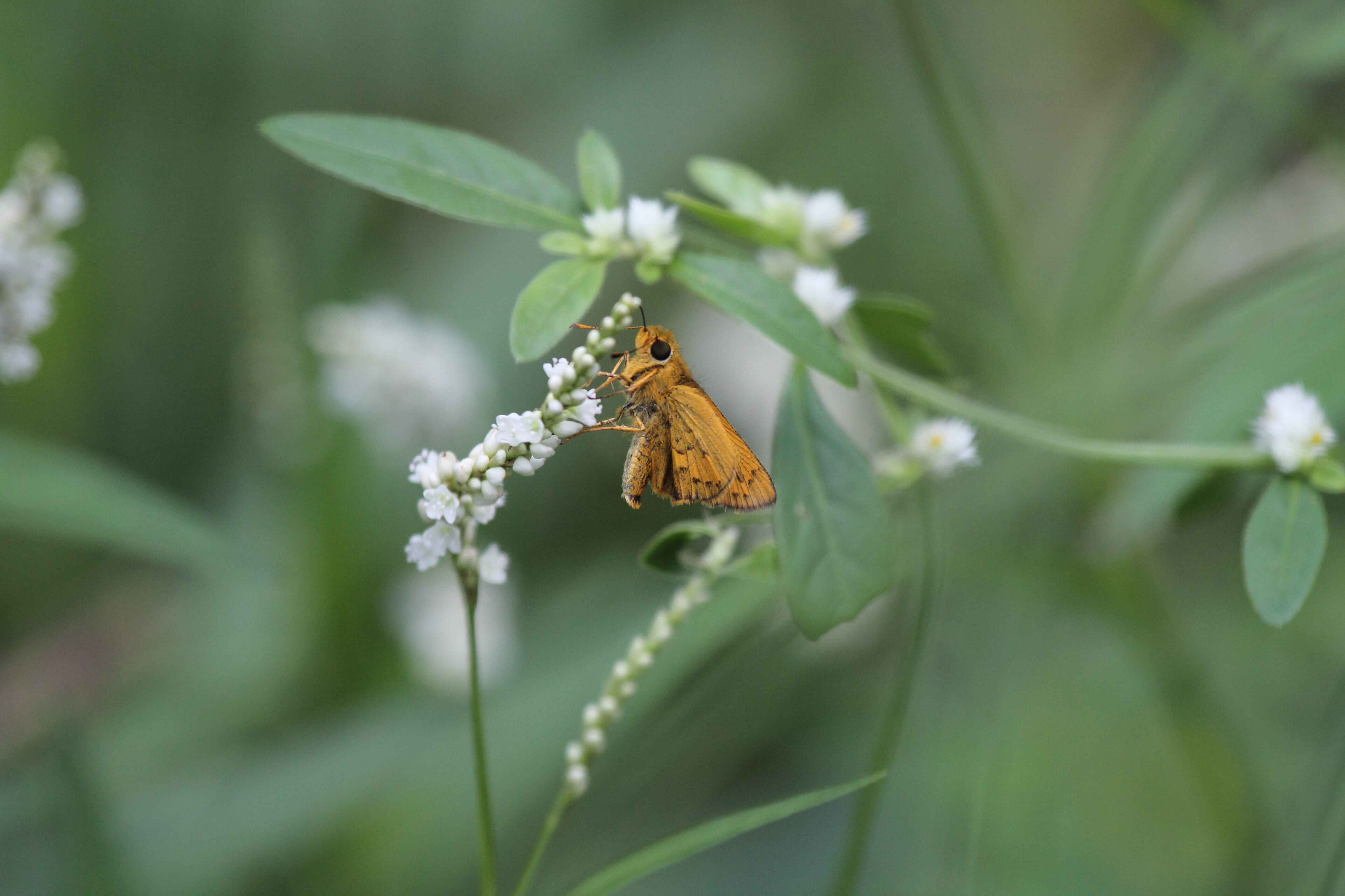 Dark Palm Dart